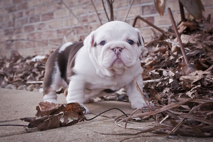 Triple carrier english bulldog best sale for sale