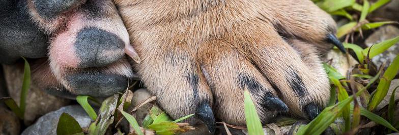 bulldog paw