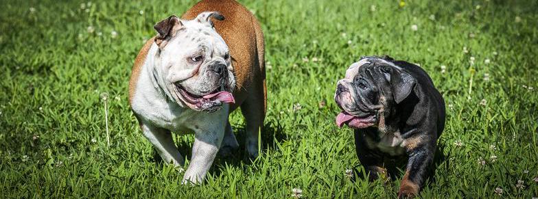 bulldog and puppy