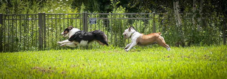 bulldog at play