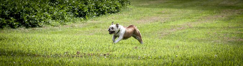 Running bulldog